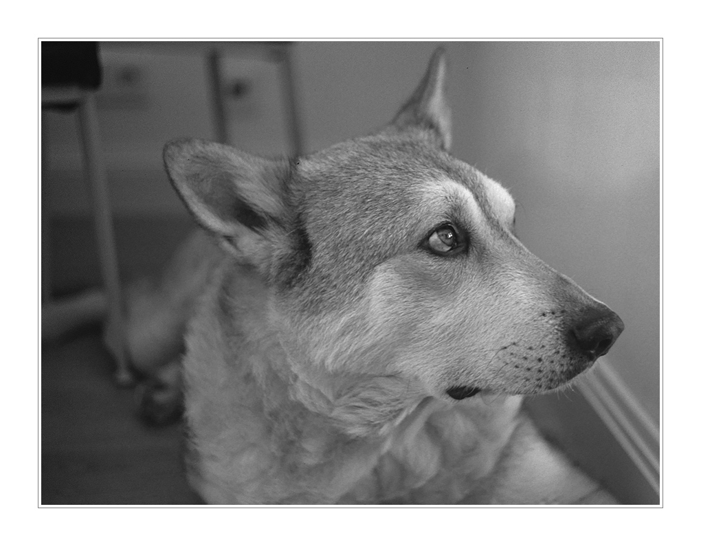 Küchenwolf