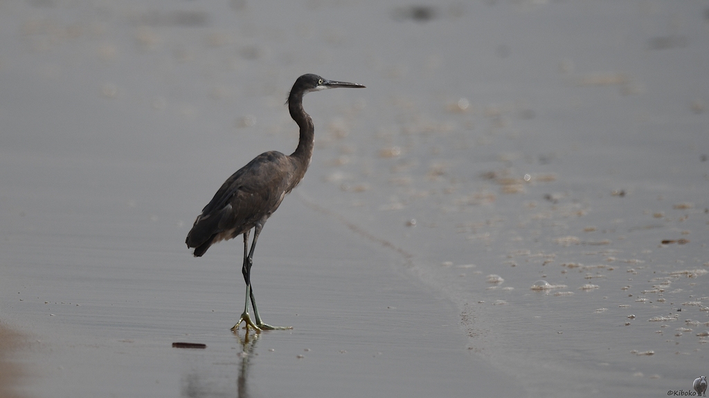 Küstenreiher (Western Reef Egret)
Lahou Plage

s926 Lahou Plage WesternReefEgret 7549