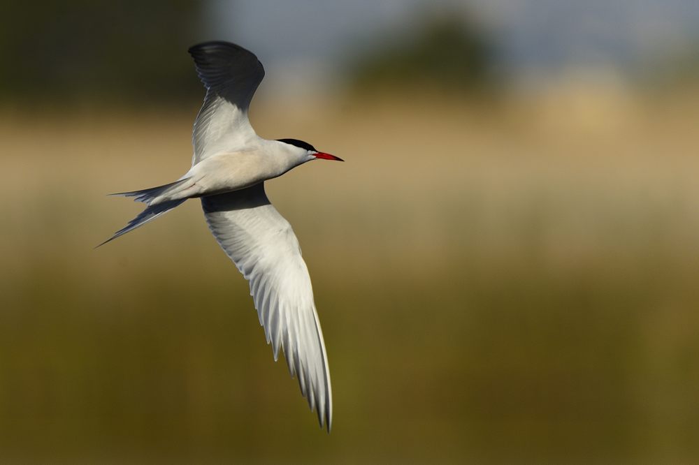 Küstenseeschwalbe 2015 05854