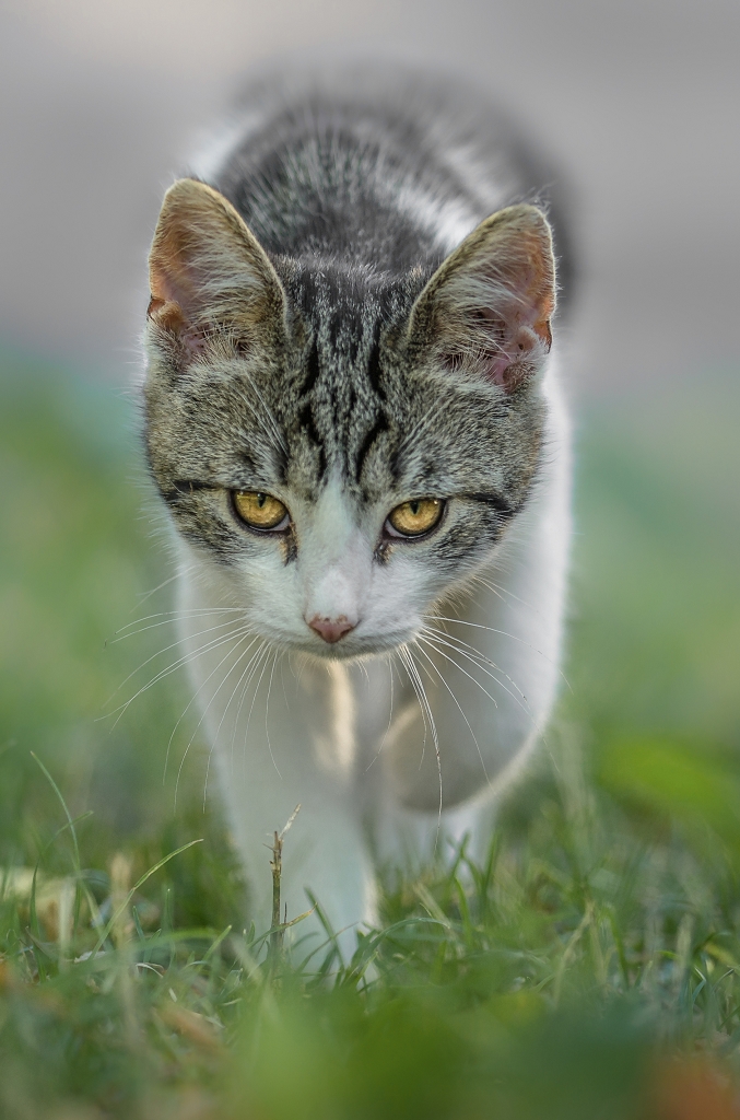 k DSC 2959025720180814b