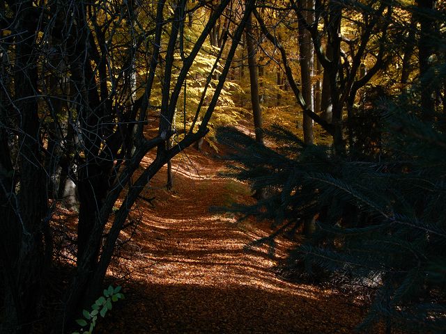 k Herbst im Wald 1