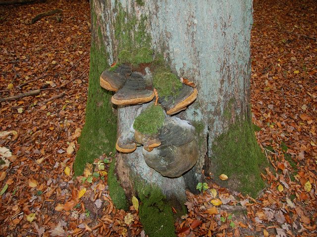 k Herbst im Wald 2