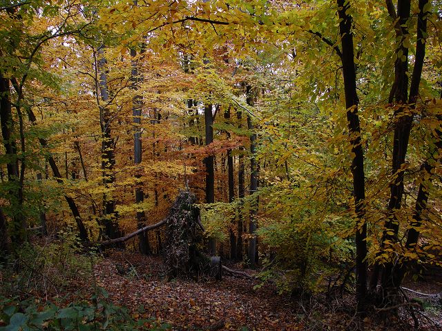 k Herbst im Wald 3