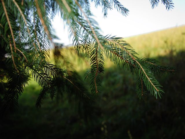 k Herbst im Wald 5