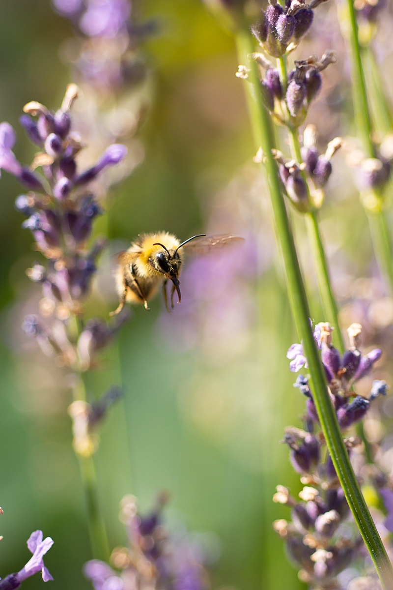 k-Hummel (1 von 3).jpg