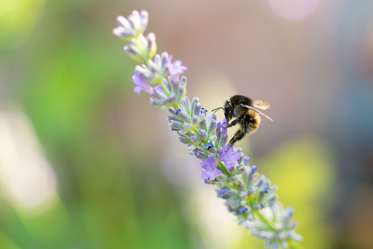 k-Hummel (2 von 3).jpg