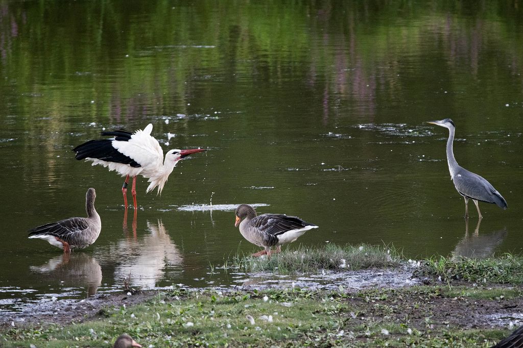 k neulich Abend am Teich 3 0280