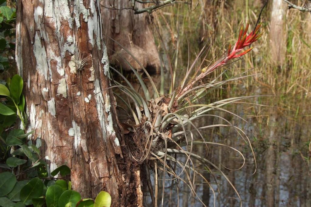 K1024 Florida 2013 309
