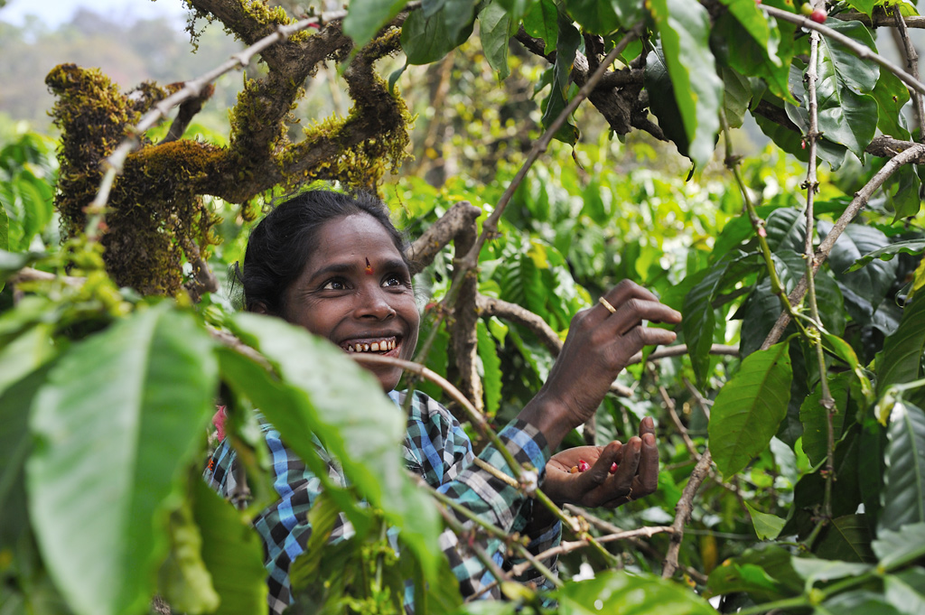Kaffee-Ernte, Kaffee-Farm "Honey Valley", Karnataka, Coorg