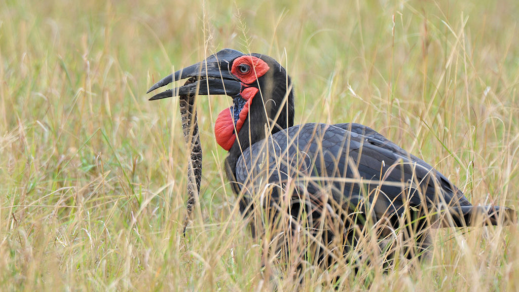 Kaffernhornrabe mit Schlange
Southern Ground Hornbill
nähe Lobo Hills
3416