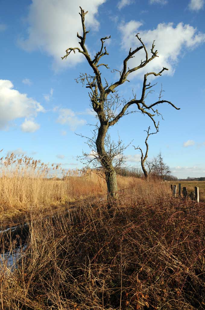 Kahler Baum