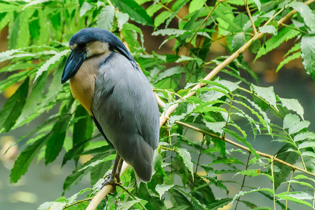 Kahnschnabel - Costa Rica

Ardeidae, Boat-billed Heron, Cochlearius cochlearius, Herons