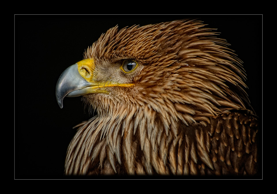 Kaiseradler