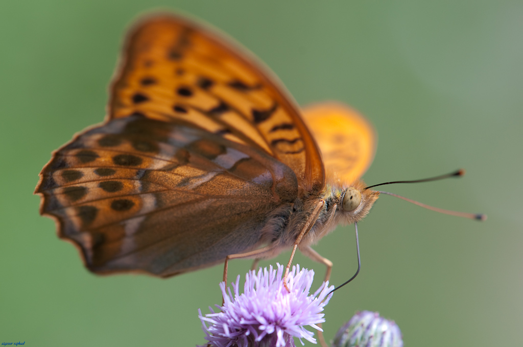 Kaisermantel (Argynnis paphia)05. Juli 2009