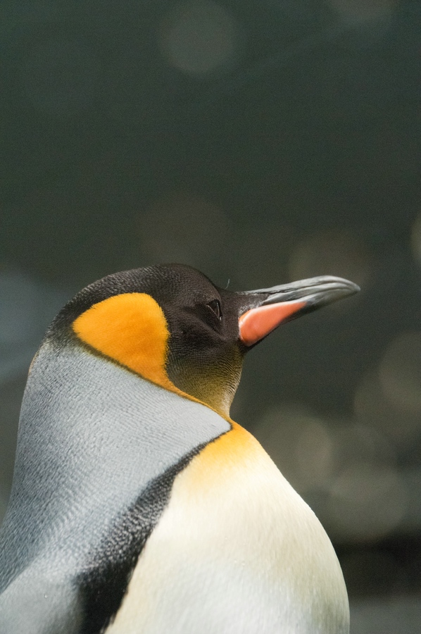 Kaiserpinguin