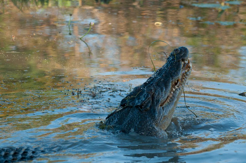 Kakadu