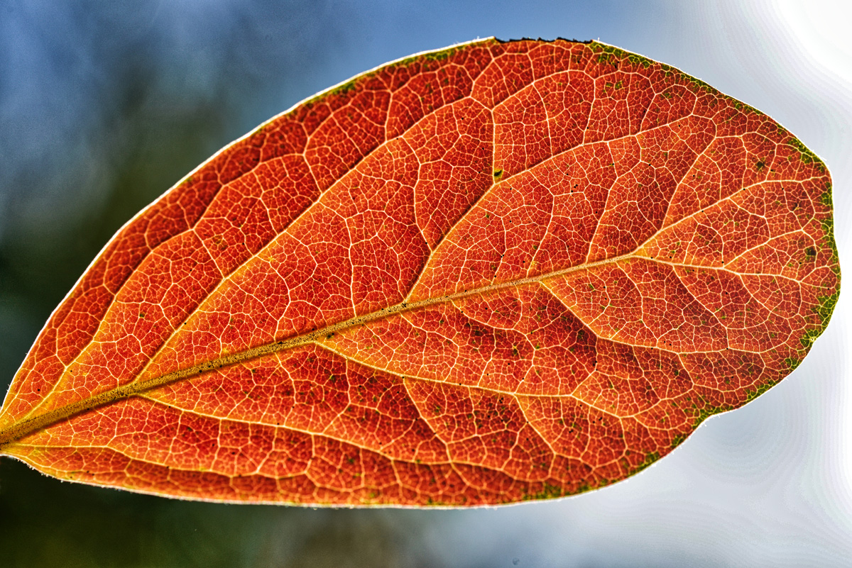 kaki_blatt_1200.jpg