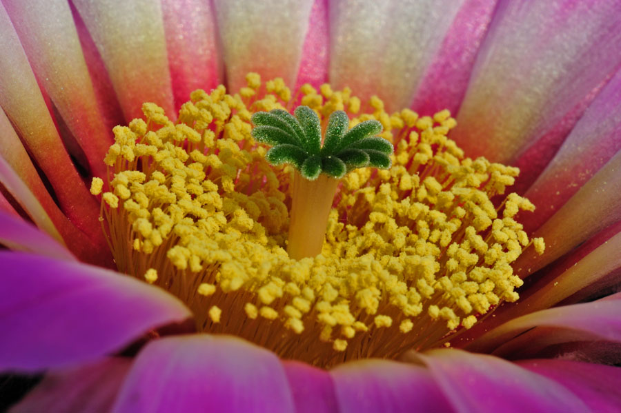 Kakteenblüte