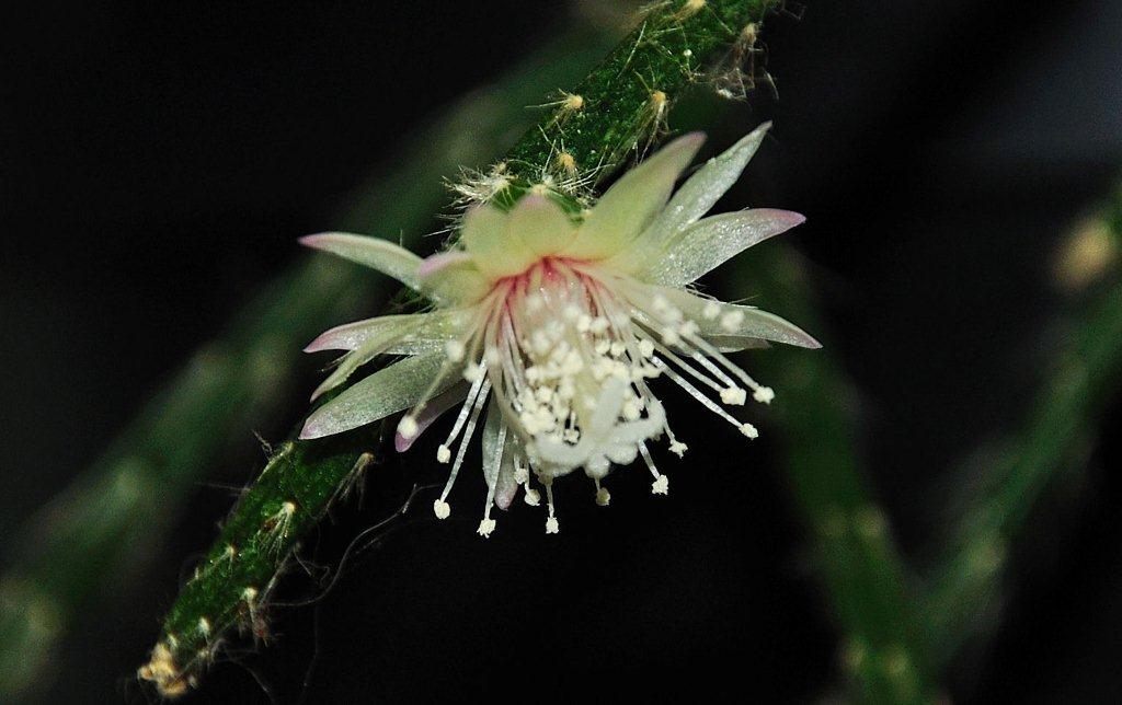 Kaktusblüte
