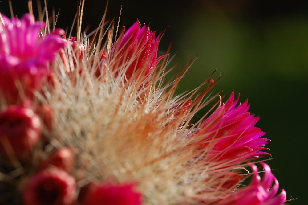 kaktusblüte1