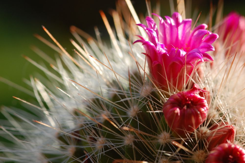 kaktusblüte4
