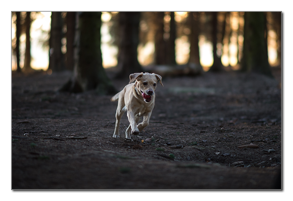 kalt im wald2