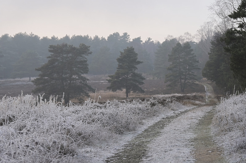 Kalte Heide.jpg