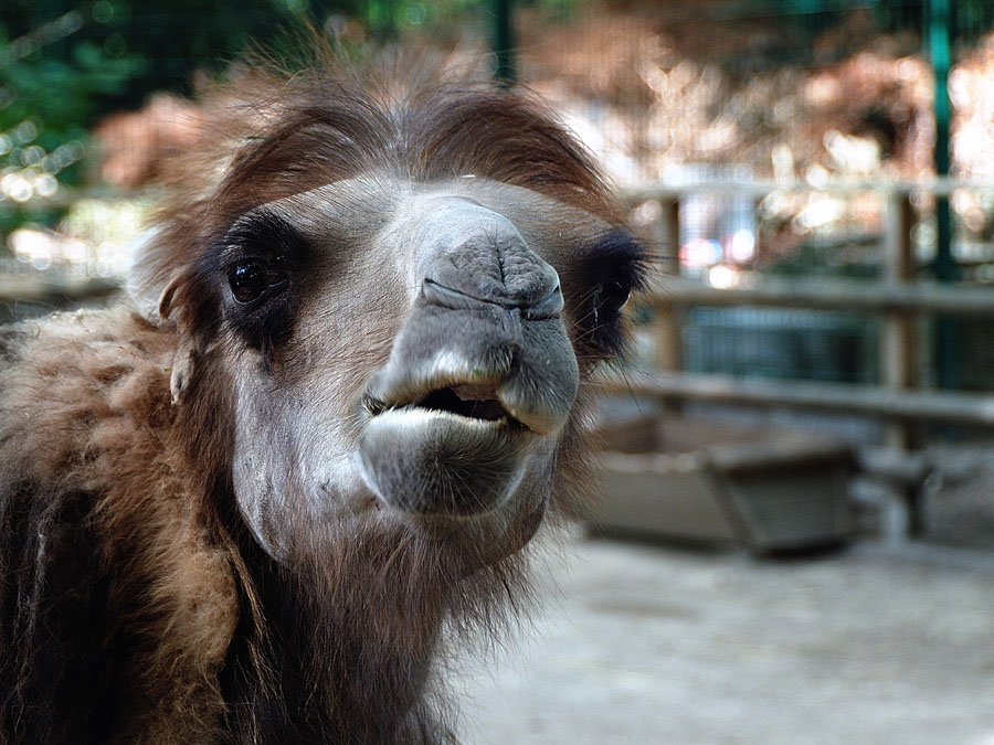 kamel portrait