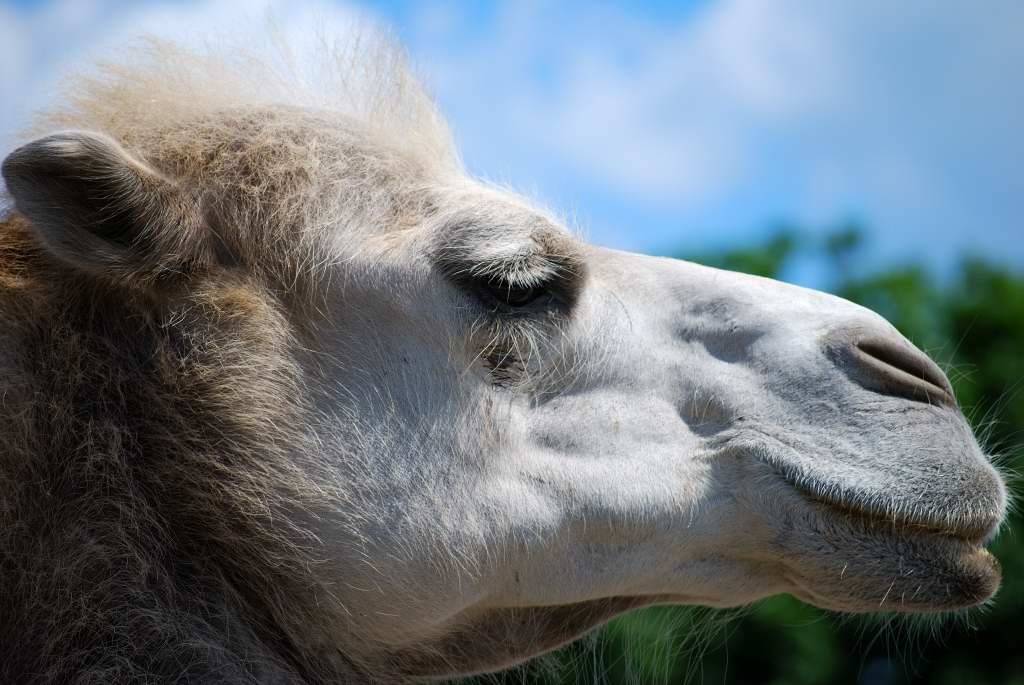 Kamel von der Seite, Safaripark Stuckenbrock, Sommer 2009