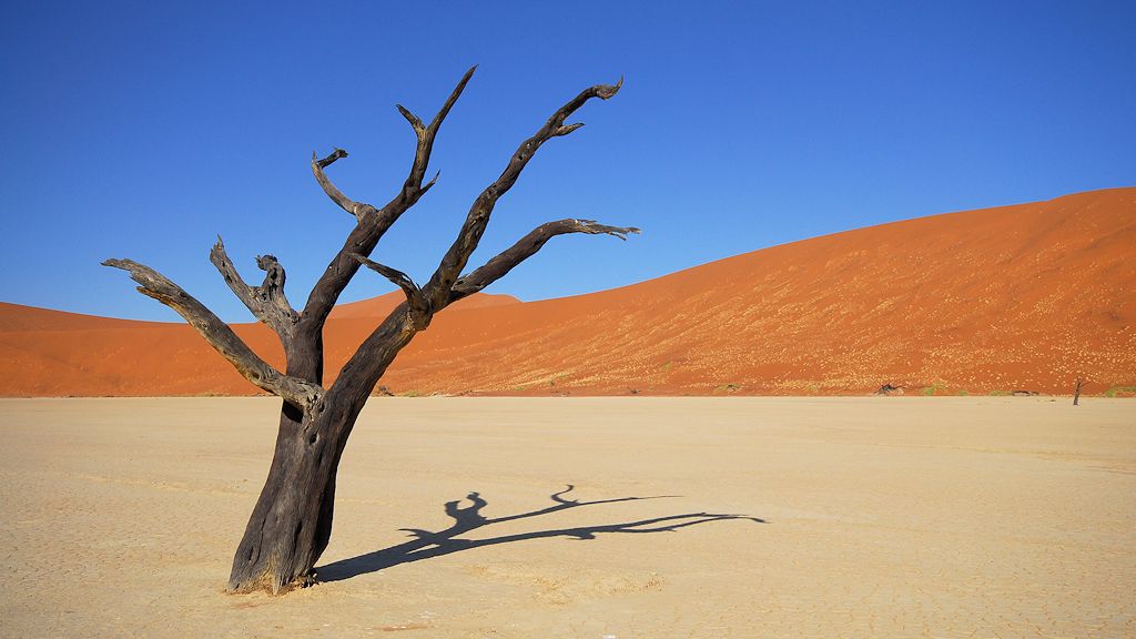 Kameldornbaum im Dead Vlei
4781