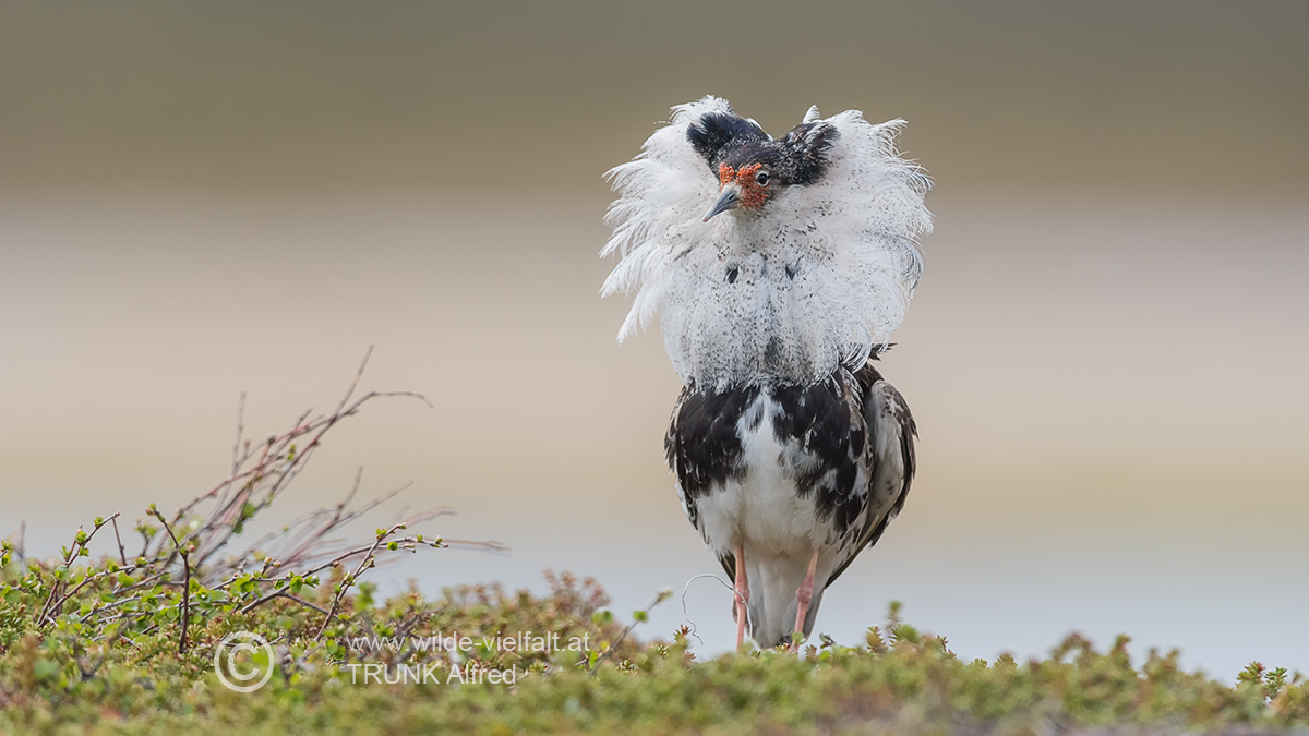Kampfläufer, D500, AFS 4/600mm, ISO 400, 1/3000sec., Bl. 4,8