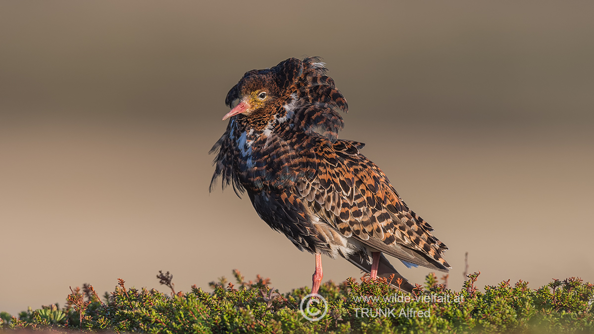 Kampfläufer, D500, AFS 4/600mm VR, ISO 400, Bl. 5,6, 1/750sec