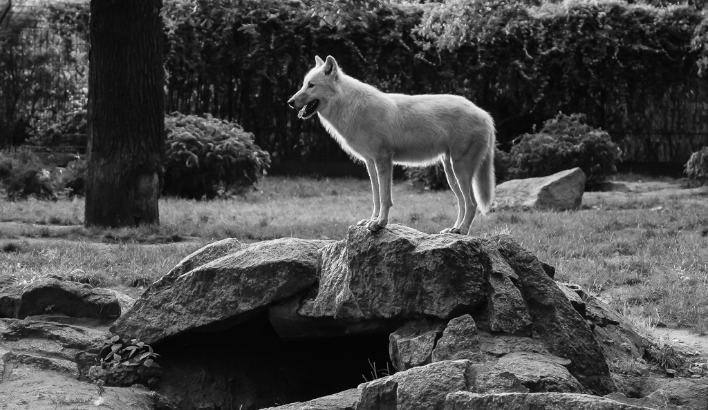 Kanadischer Wolf