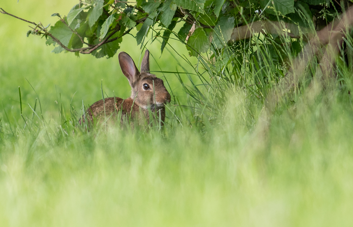 Kaninchen