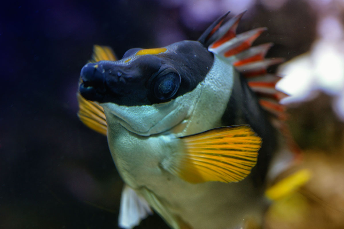 kaninchenfisch 03a