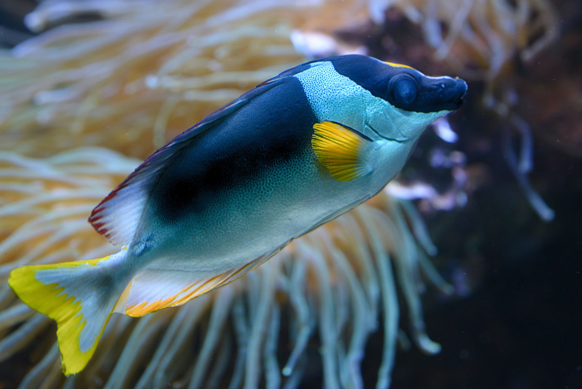 kaninchenfisch kl