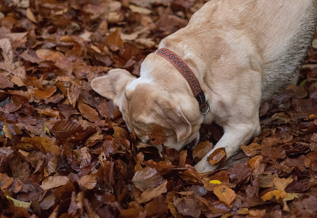 kank im wald3