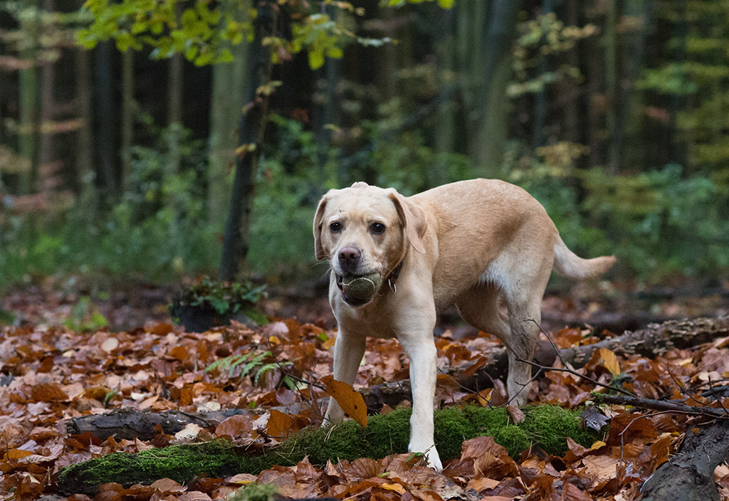 kank im wald4