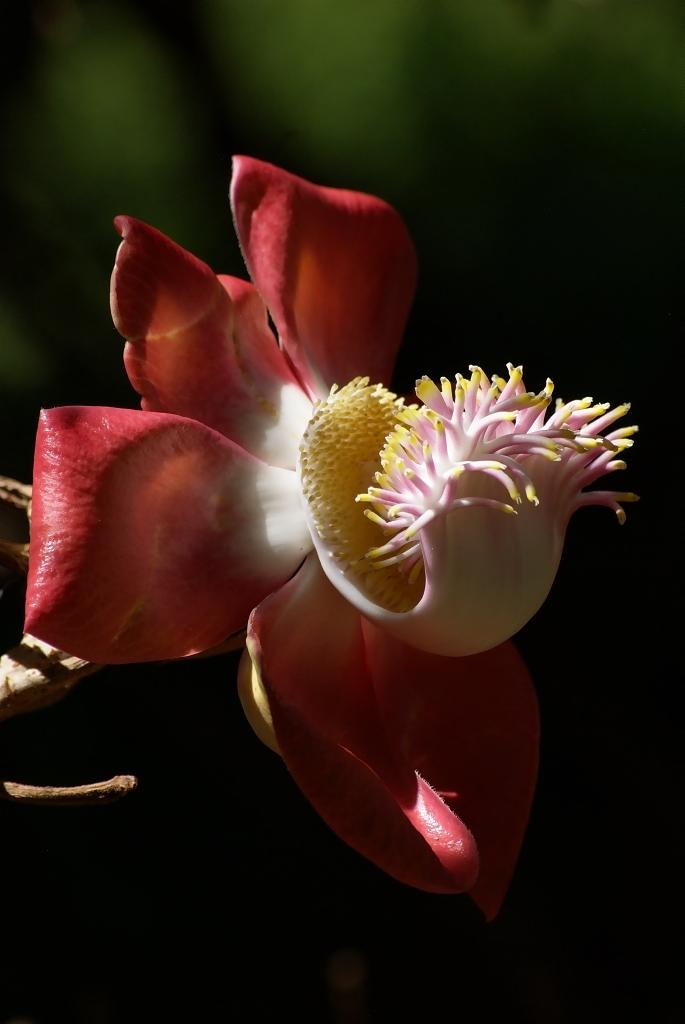Kanonenkugelbaum, Couroupita guianensis