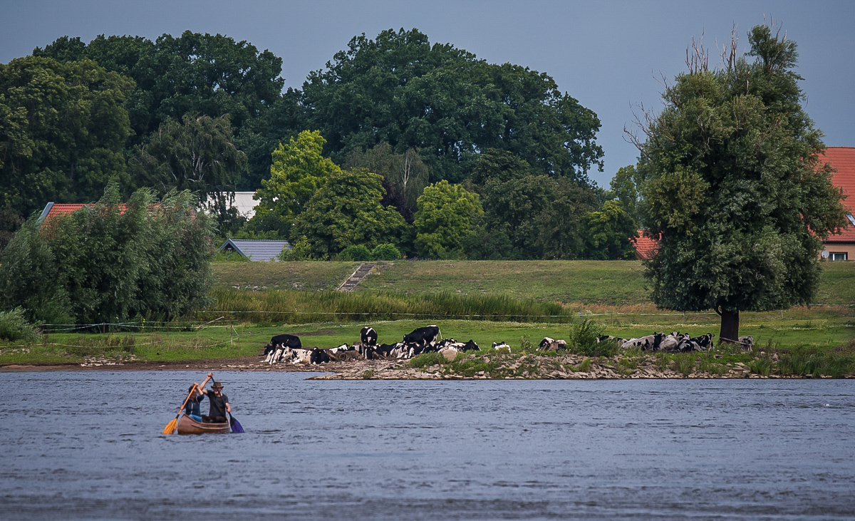 Kanu auf der Elbe bei Bitter (1 von 1).JPG