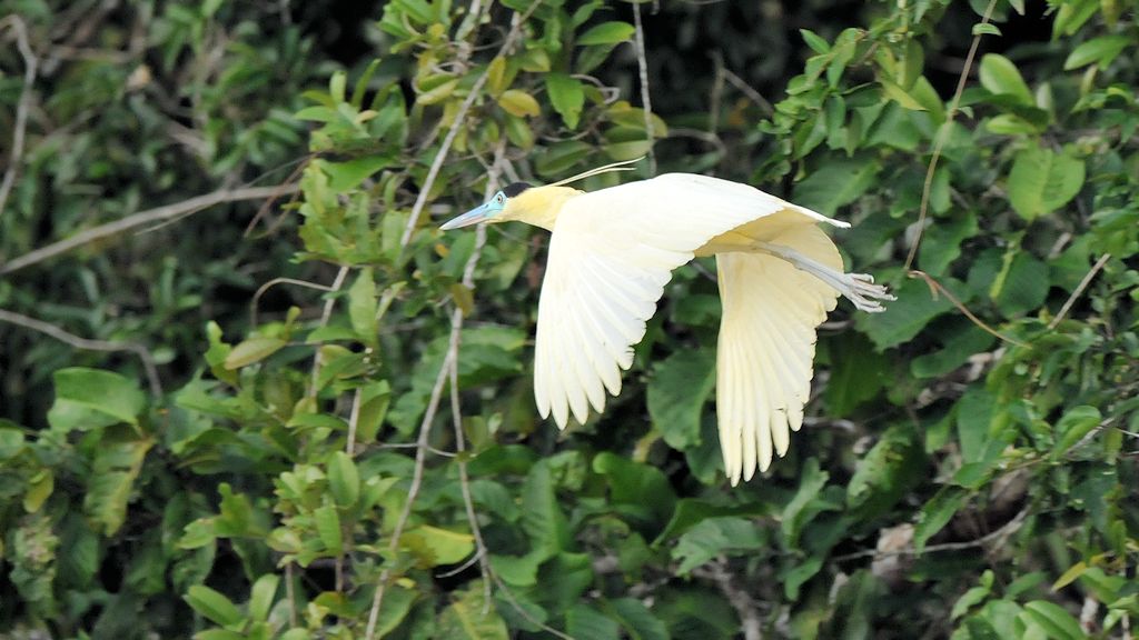 Kappenreiher (Capped Heron)
Rupununi bei Karanambu
6131