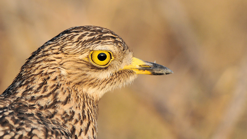 Kaptriel (spotted Thick-knee)
Busange Plains, Kafue
6352