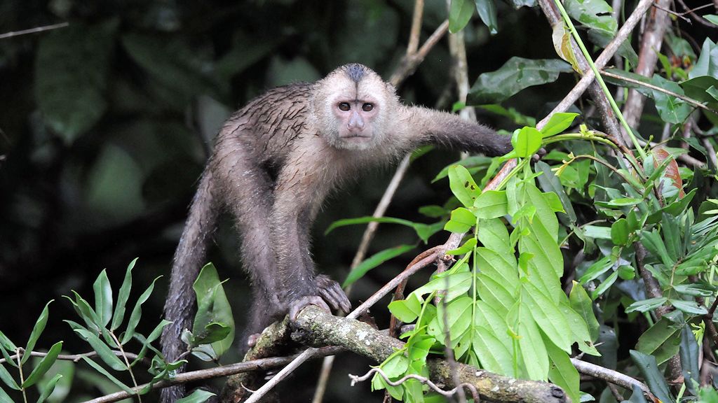 Kapuzineraffe (Wedge Capp ed Capuchin Monkey)
Iwokrama Rainforest
1130
