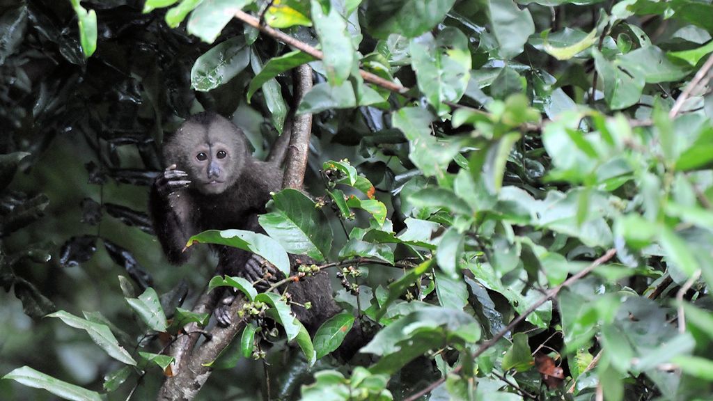 Kapuzineraffe (Wedge Capp ed Capuchin Monkey)
Iwokrama Rainforest
1144