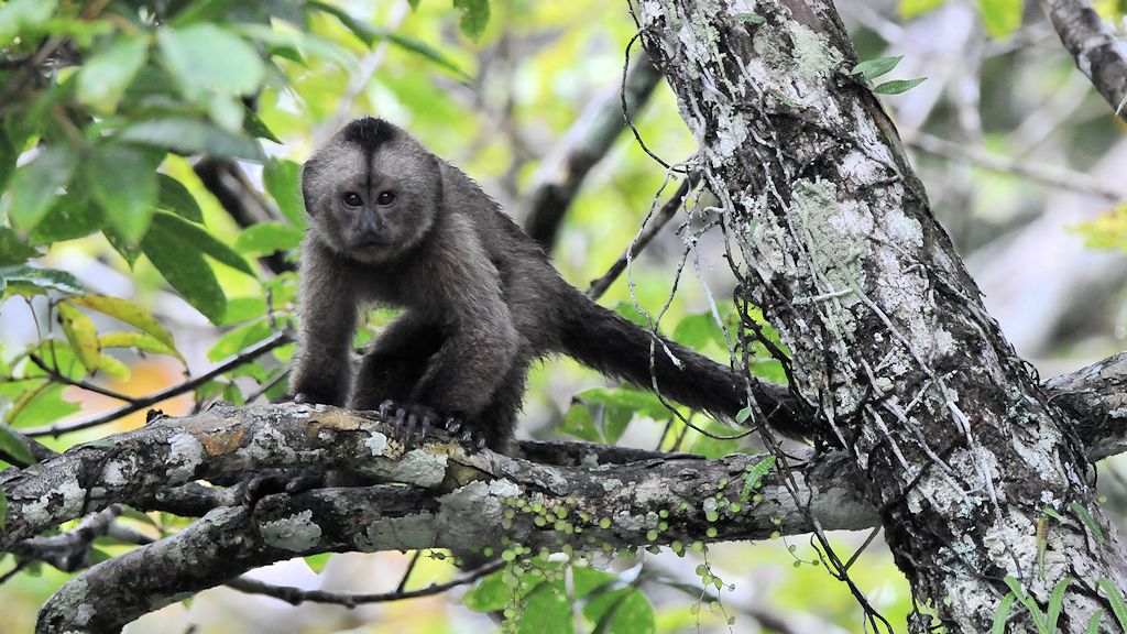 Kapuzineraffe (Wedge Capp ed Capuchin Monkey)
Iwokrama Rainforest
1188