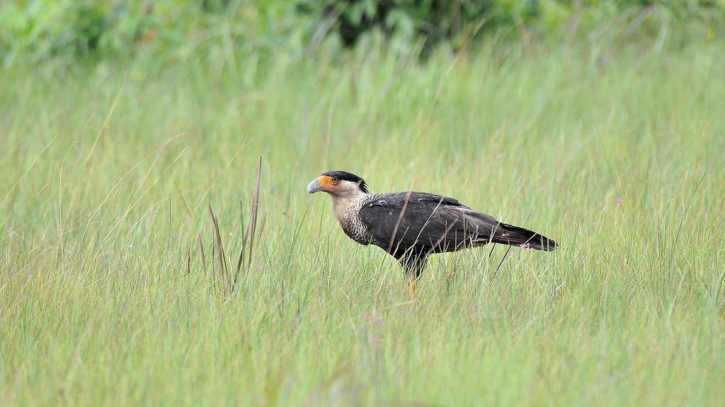 Karibikkarakara (Northern Crested Caracara)
bei Surama
2752