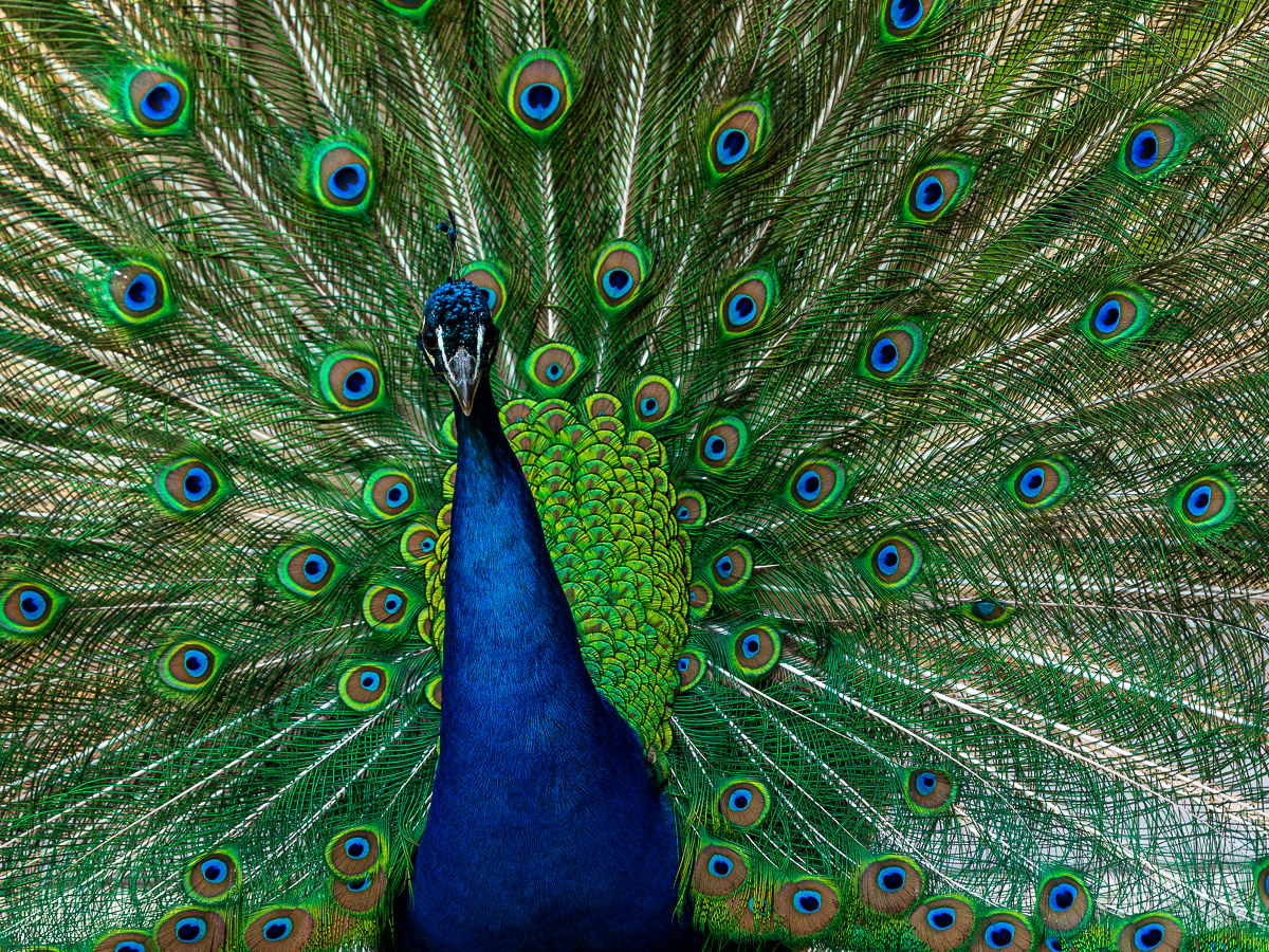 Karlruhe Zoo-1216.jpg