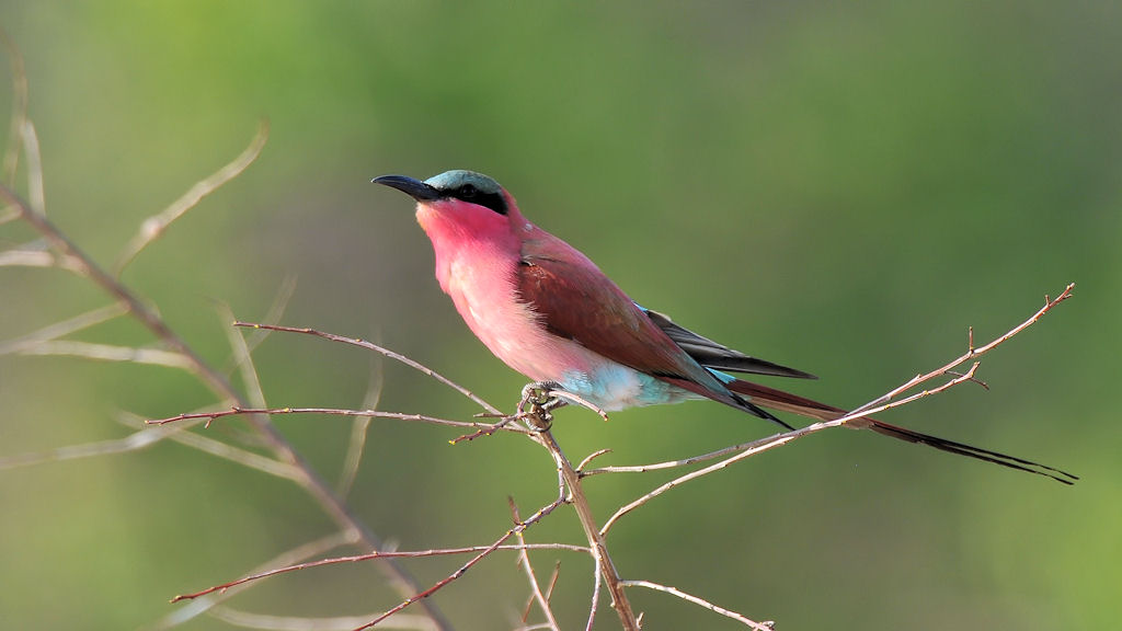 Karminspint oder Scharlachspint (carmine bee-eater)
South Luangwa Nationalpark
9041