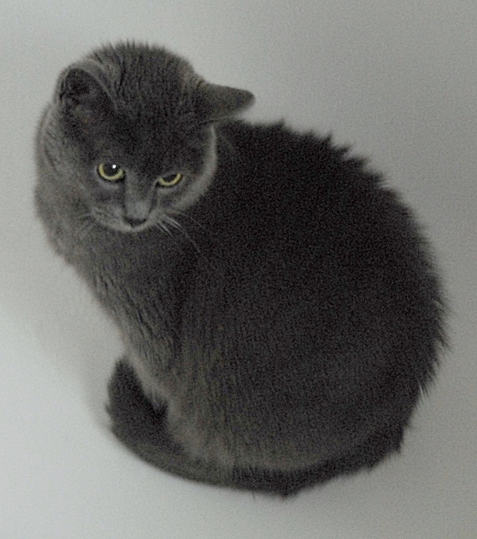 Kartäuser Katzen wissen um ihre Schonheit