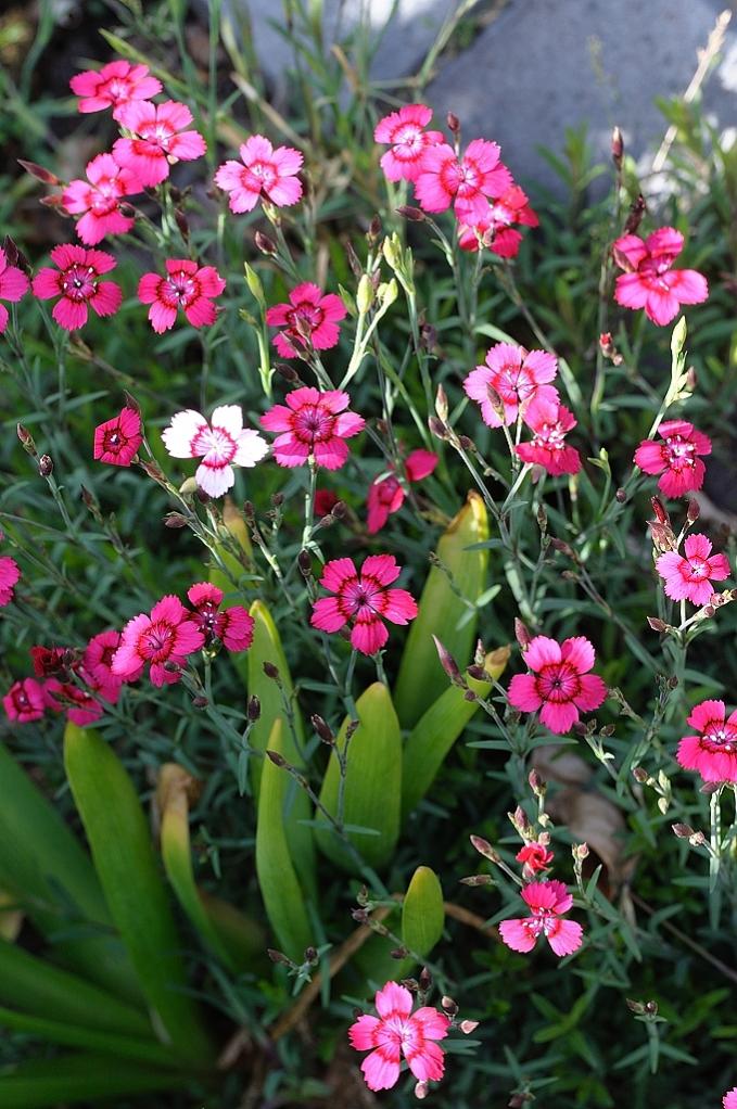 Kartäuser-Nelke in voller Blüte